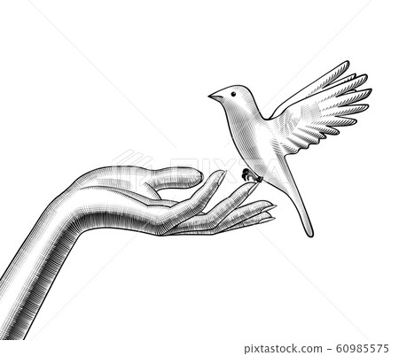 Female hands release a white bird. Female hands release a white bird. 60985575