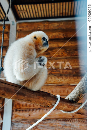Wild monkey alone in animal zoo nature 60986026