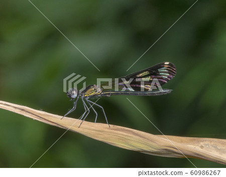 Aristocypha Quadrimaculata, Damselfy, Garo Hills, Meghalaya, India 60986267