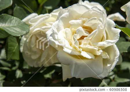 春天盛開的白玫瑰花朵 春天盛開的白玫瑰花朵 60986308