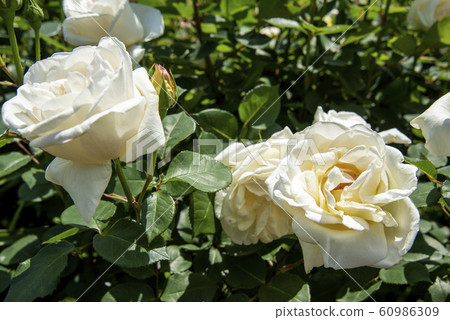 春天盛開的白玫瑰花朵 60986309
