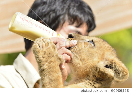 動物園管理員給獅子餵牛奶 60986338