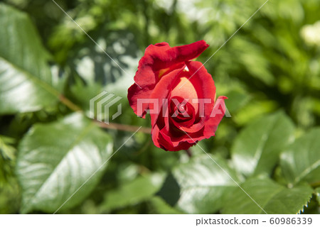 在春天盛開的紅玫瑰花蕾 60986339