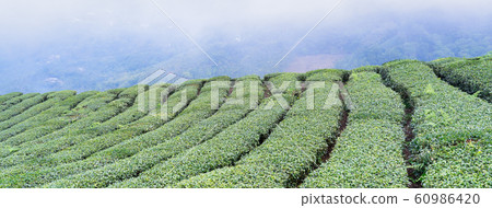 茶葉種植園花園休閒場茶園 60986420