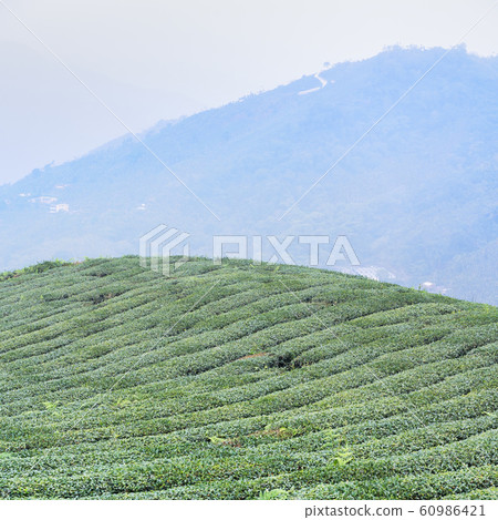茶葉種植園花園休閒場茶園 茶葉種植園花園休閒場茶園 60986421