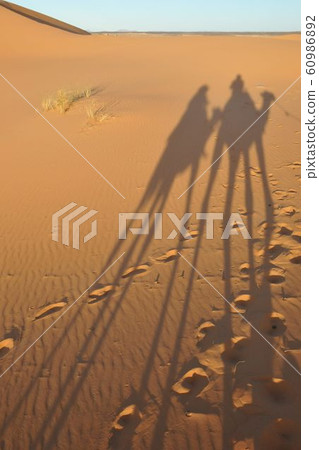 Camel shadows go through Merzouga dunes, Morocco Camel shadows go through Merzouga dunes, Morocco 60986892