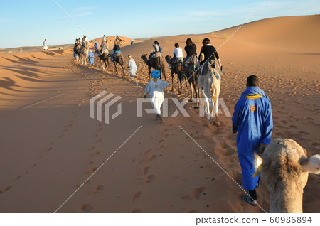 Camel on Merzouga dune, Morocco Camel on Merzouga dune, Morocco 60986894