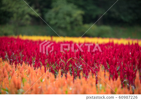 Flower garden of Kaito 60987226