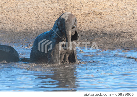 A young African Elephant Bathing in a waterhole 60989006