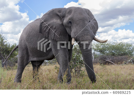 African Elephant - Botswana - Africa 60989225