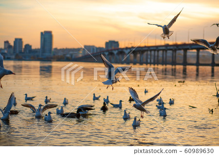 A flock of seagulls on the banks of the city 60989630