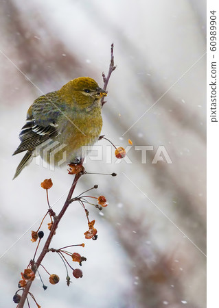 Vertical of Female Pine Grosbeak, Pinicola 60989904