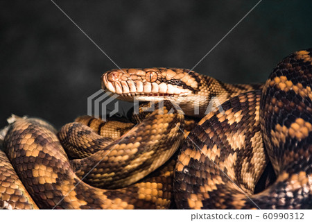 reptile green blue on branch aquarium pet zoo home snake posion small head tongue eyes look walk exotic species reptile green blue on branch aquarium pet zoo home snake posion small head tongue eyes look walk exotic species 60990312