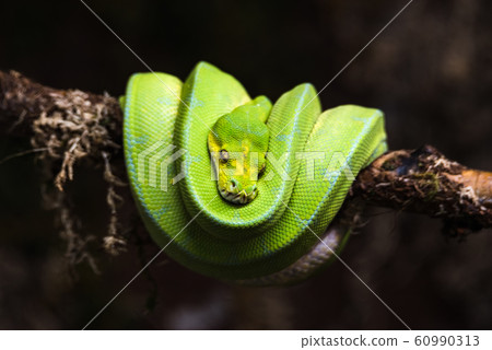 reptile green blue on branch aquarium pet zoo home snake posion small head tongue eyes look walk exotic species reptile green blue on branch aquarium pet zoo home snake posion small head tongue eyes look walk exotic species 60990313