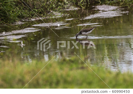 Green sandpiper (Tringa ochropus) 60990450