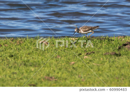 Wood sandpiper (Tringa glareola) 60990483