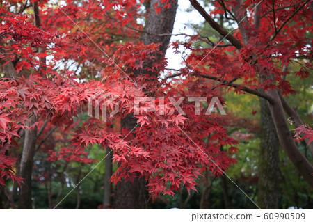 rin林寺(Sa玉縣)的秋葉 rin林寺(Sa玉縣)的秋葉 60990509