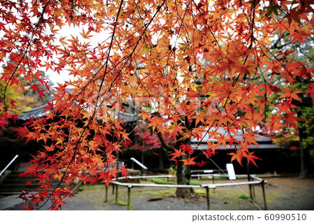rin林寺(Sa玉縣)的秋葉 rin林寺(Sa玉縣)的秋葉 60990510