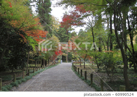 rin林寺(Sa玉縣)的秋葉 rin林寺(Sa玉縣)的秋葉 60990524
