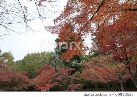 rin林寺(Sa玉縣)的秋葉 rin林寺(Sa玉縣)的秋葉 60990525