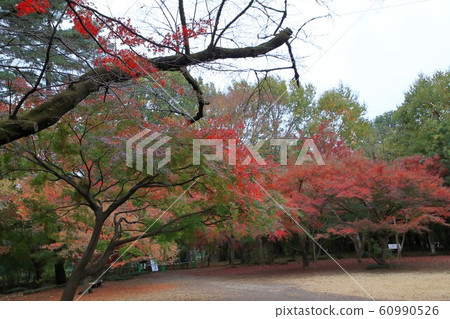 Hirabayashi Temple Autumn Leaves (Saitama Prefecture) Hirabayashi Temple Autumn Leaves (Saitama Prefecture) 60990526
