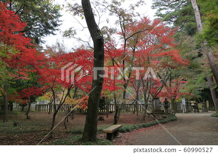 rin林寺（Sa玉縣）的秋葉 60990527
