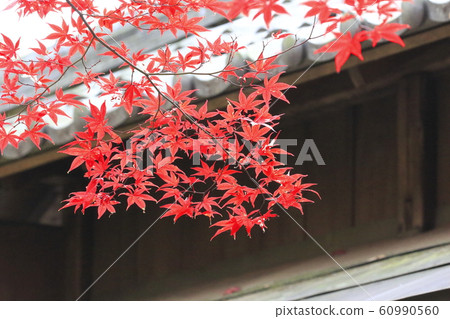 rin林寺(Sa玉縣)的秋葉 rin林寺(Sa玉縣)的秋葉 60990560