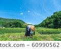 Rice field harvesting rice terraces at Oharamachi Mobara, Fukuchiyama City, Kyoto Prefecture 60990562