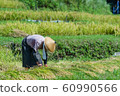 Rice field harvesting rice terraces at Oharamachi Mobara, Fukuchiyama City, Kyoto Prefecture 60990566