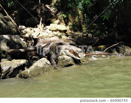 <Mexico> Wild Crocodile in Sumidero Valley 60990745
