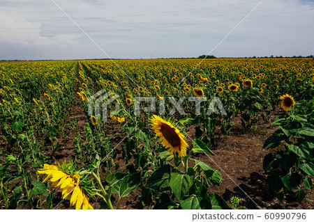 a field of yellow sunflowers and blue sky a field of yellow sunflowers and blue sky 60990796