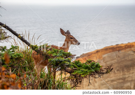 Small Deer on the West Coast 60990950