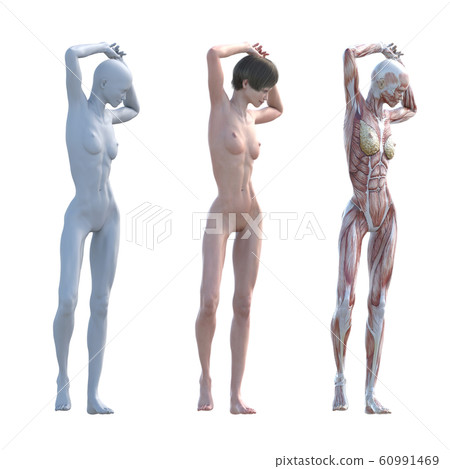 肌肉標本女性成分相同姿勢perming3DCG插圖素材 60991469