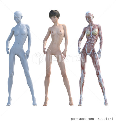 Muscle specimen female composition same pose perming3DCG illustration material Muscle specimen female composition same pose perming3DCG illustration material 60991471