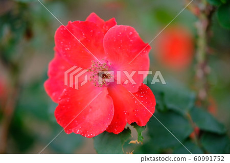 玫瑰莎拉樂隊莎拉班杜 60991752