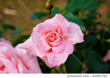 Rose Princess Aiko Rose Princess Aiko 60991764