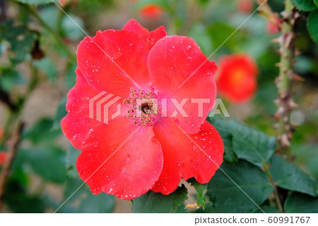 Rose Sara Band Sara Bandhu Rose Sara Band Sara Bandhu 60991767