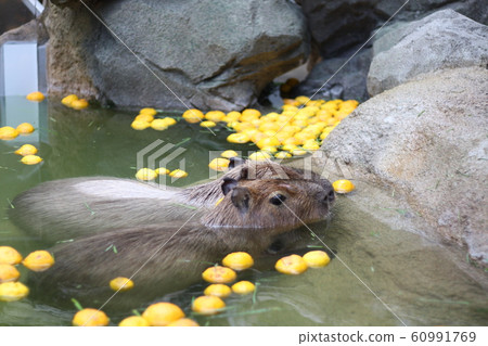 Capybara and Yuzu 60991769