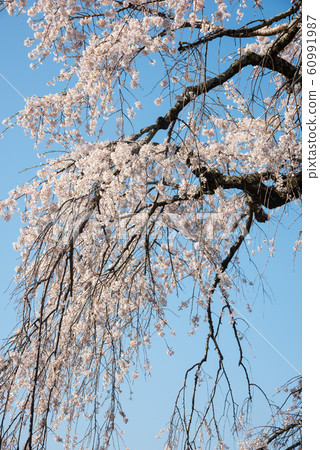 Weeping cherry blossoms at Jizo Zen in Kyoto 60991987