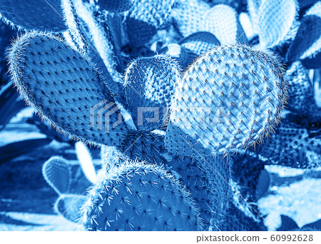 Cactus landscape. Cultivation of cacti. Selective focus. 60992628