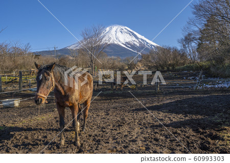 富士山牧場 富士山牧場 60993303
