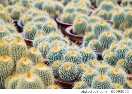 Green and yellow Succulents, cacti, cactuses  60993603