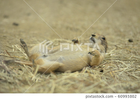 Playdog躺在他的背上 60993802