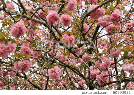 Double cherry tree ⁺+*Double=cherry=blossom*+⁺ Double cherry tree ⁺+*Double=cherry=blossom*+⁺ 60993981