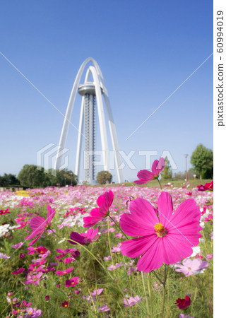 138 Tower Park and Cosmos Field 60994019