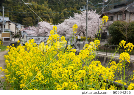 Cherry blossoms in Yamashina Canal, Kyoto 60994296