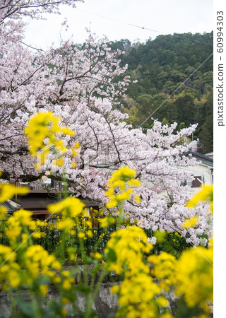 Cherry blossoms in Yamashina Canal, Kyoto 60994303