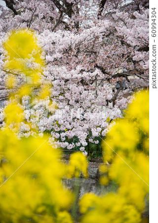 Cherry blossoms in Yamashina Canal, Kyoto 60994304