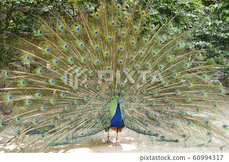 孔雀印第安孔雀求愛 照片素材 圖片 圖庫