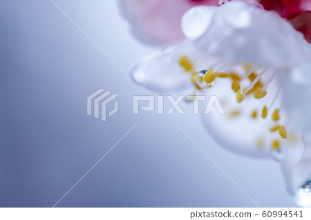 梅花(雨天) 梅花(雨天) 60994541
